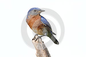 Isolated Bluebird On A Perch With A White Background