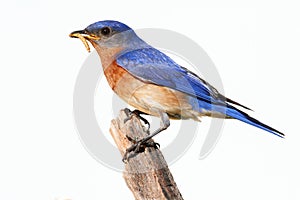 Isolated Bluebird On A Perch With A Worm