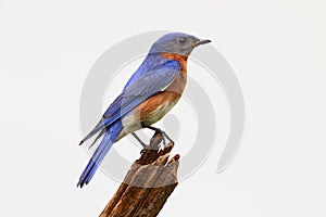 Isolated Bluebird On A Stump