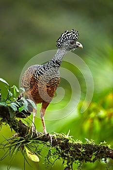 Isolated on blurred background, bird from rainforest, Great curassow, Crax rubra. Female with erected crest. photo