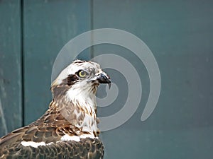 Isolated on blurred background, portrait of wild Osprey, Pandion haliaetus, staring directly at camera. Detail of fish eating bird