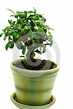 Isolated Bonsai in the pot