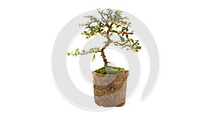 Isolated of Bonsai tree in design pot with small fern on with ba