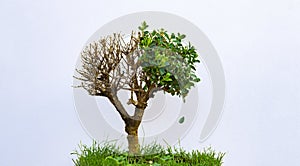 Isolated Bonsai Tree Half Dead Half Alive Growth Change Concept