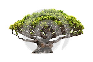 Isolated of bonsai tree on white background and clipping path for ecology decoration website and magazine.