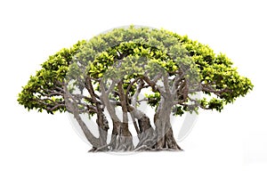 Isolated of bonsai tree on white background and clipping path for ecology decoration website and magazine.