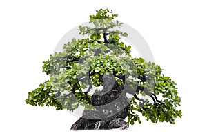 Isolated of bonsai tree on white background and clipping path for ecology decoration website and magazine.