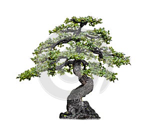 Isolated of bonsai tree on white background and clipping path for ecology decoration website and magazine.