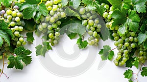 Isolated Border of Fresh Grapevine