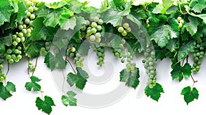 Isolated Border of Fresh Grapevine