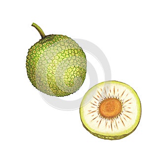 Isolated botanical illustration of breadfruit