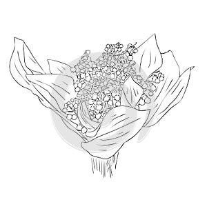 Isolated bouquet of lily of the valley flowers in black and white colors, outline hand painted drawing