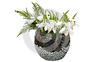 Isolated Bouquet of snowdrops and thuja leafs in a round vase