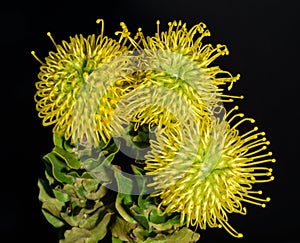 Isolated bouquet of three yellow green protea / pincushion  blossoms on black background