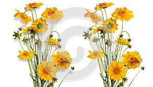 Isolated bouquet of yellow daisy-gerbera