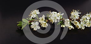 Isolated branch with cherry blossom, cherry tree white flowers on black background