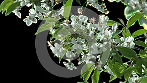 Isolated branch of cherry tree with white flowers