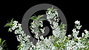 Isolated branch of cherry tree with white flowers