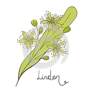 Isolated branch of linden. Leaves, flowers and buds of Tilia. Element of the basswood tree. Lime or limetree photo