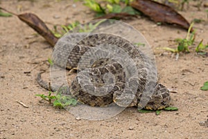 Isolated Brazilian Jararaca dangerous snake closeup view