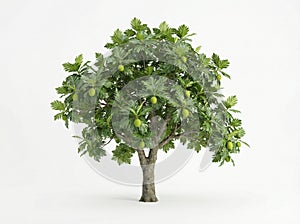 isolated breadfruit tree