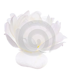 Isolated brier flower photo