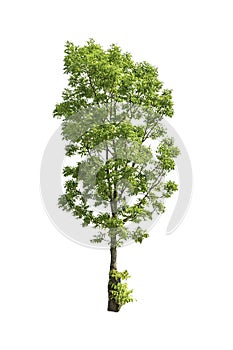 Isolated Bright green tree on a white background with clipping path