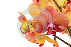 Isolated bright orchid flowers for design decoration