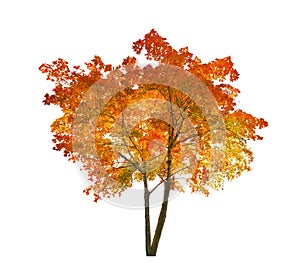 Isolated bright red and yellow autumn maple tree