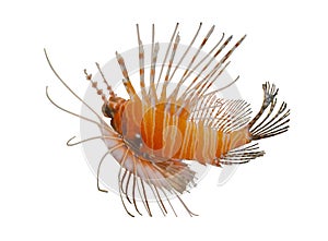 Isolated bright tropical lion fish on white background