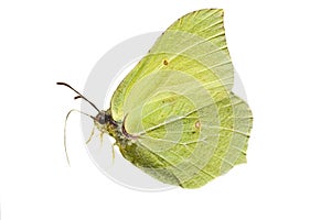 Isolated brimstone butterfly