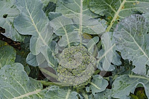 Isolated broccoli Flower Head