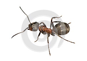 Isolated brown ant