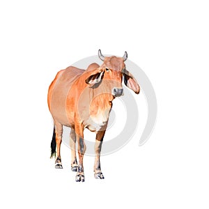 Isolated brown cow on the white background