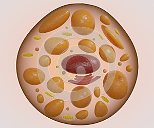 Isolated brown fat cell or brown adipocyte