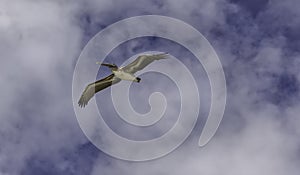Isolated brown pelican in flight over Cocoa Beach, Florida in summertime