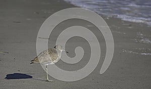 Isolated brown sandpiper in the late day on Cocoa Beach, Florida