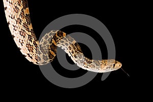 Isolated bull snake