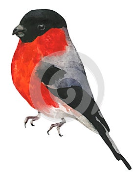 Isolated bullfinch. Traced vector watercolor.