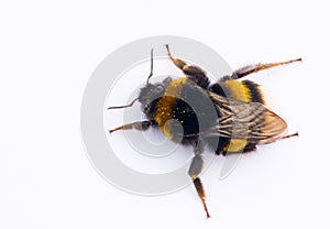 Isolated bumblebee