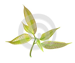 Isolated bunch of green mango leaves cut out