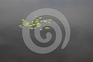 Isolated bunch of green waterlilly leaves in still pond on an overcast day
