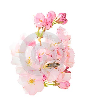 Isolated bunch spring blossom pink flowers with honeybee obtaining nectar photo