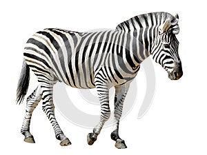 Isolated Burchell Zebra