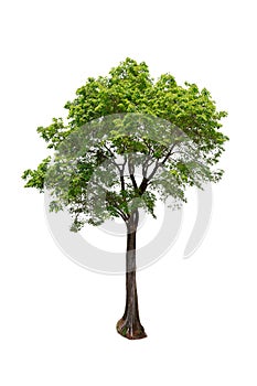 Isolated Burma padauk Pterocarpus macrocarpus trees on white background. tropical trees isolated used for design, advertising photo