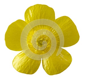 Isolated buttercup flower