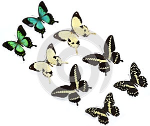 Isolated butterflies Papilio dardanus, Papilio gigon, Papilio demodocus