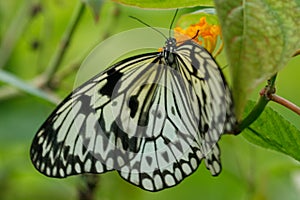 Isolated butterfly