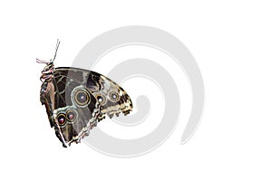 Isolated butterfly against white background