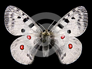 Isolated butterfly apollo